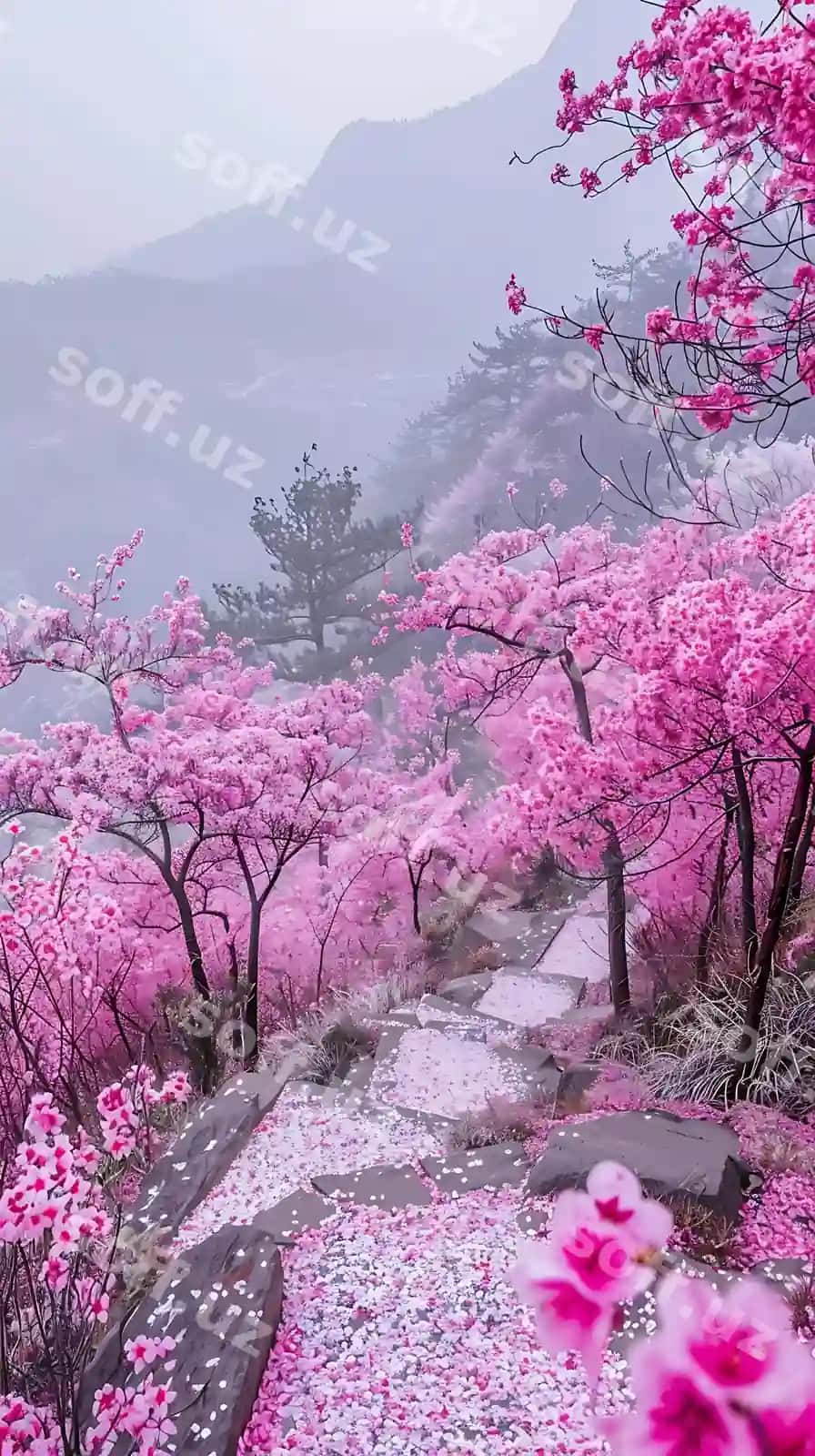 Bir yo'l bor, unda pink gullar bor. | There is path that has pink flowers it