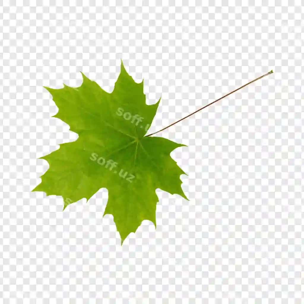 Yashil uch qovoq varagi | Green maple leaf