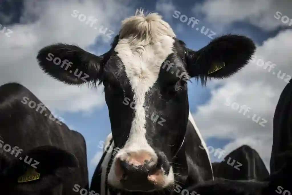 Portret so'moniy ko'regi against havola | Portrait cow against sky