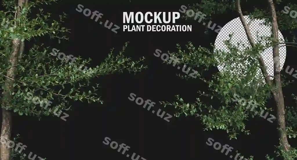 Qutb yapraqlı Azara daraxtlari kesish yo'li varieti kichik o'simliklar daraxti alohida | Boxleaf azara trees clipping path variety small plants tree isolated