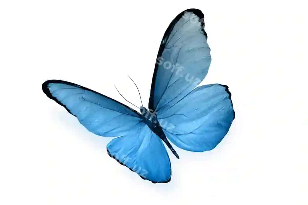 Rangli kotar ajraltirilgan oq fonda yuqori sifatli foto | Colored butterfly isolated white background high quality photo