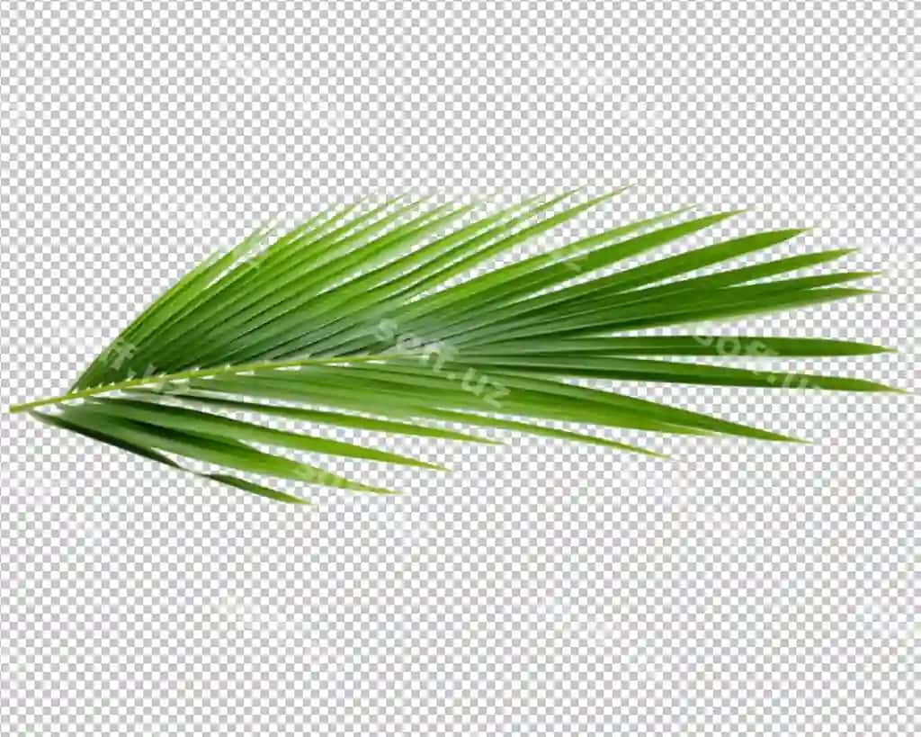 Ajraltirilgan tropik ahom kokos palmi shaffof fonda | Isolated tropical plant coconut palm transparent background