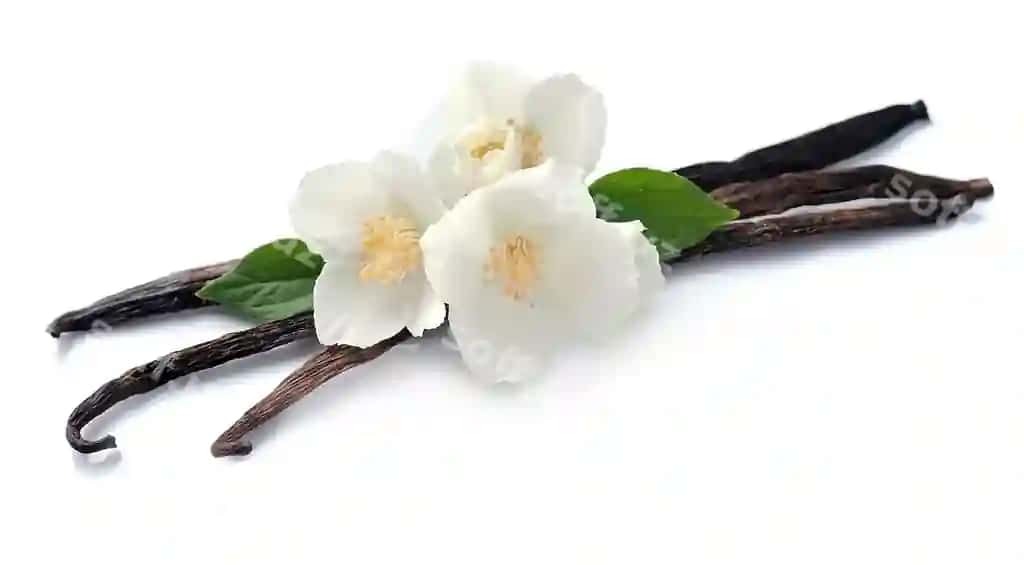 Vanill shirinlari gullar bilan ajralangan oq | Vanilla sticks with flowers isolated white