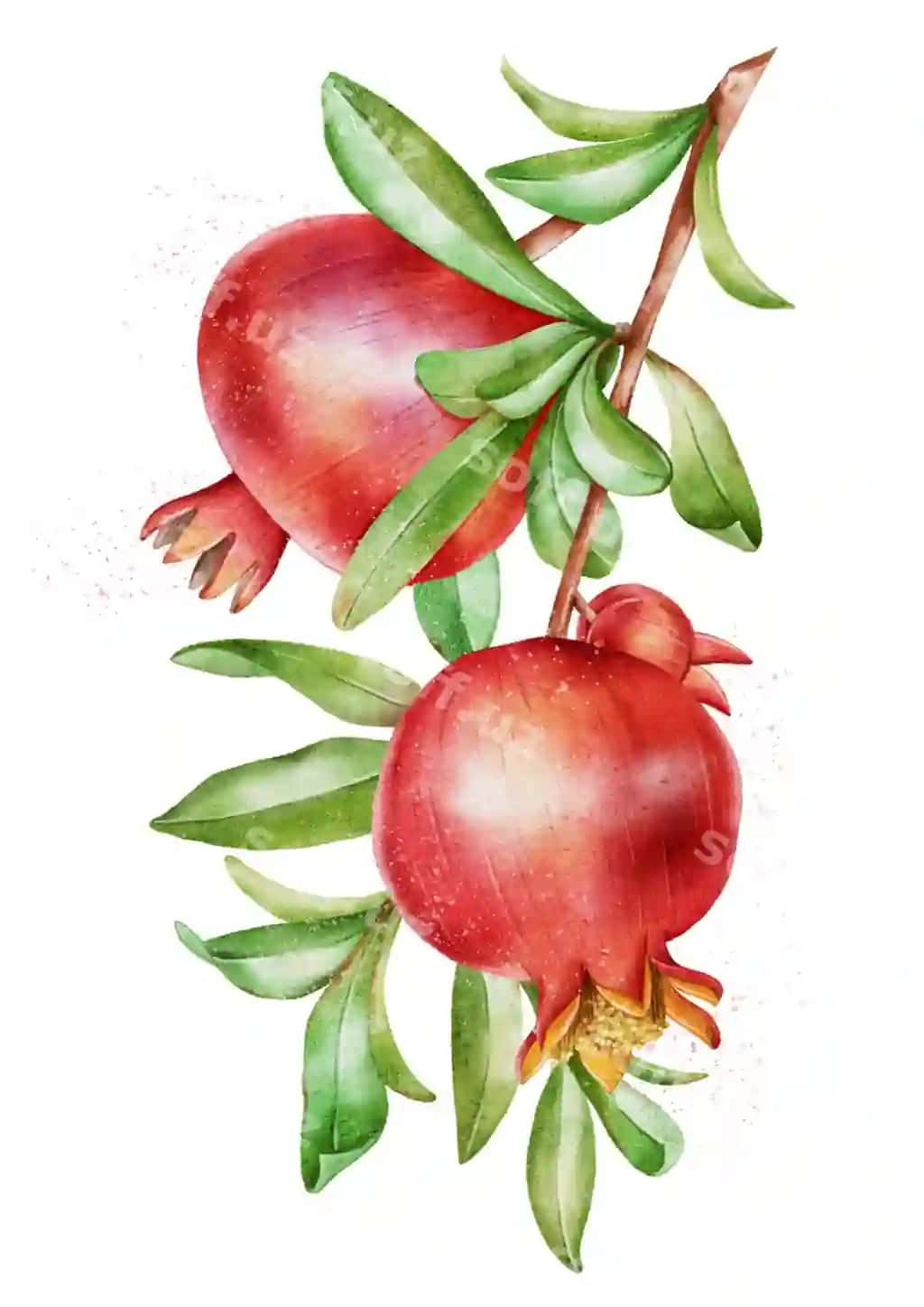 Qo'l bilan chizilgan akvarel sarmo ikkita olg'a anor mevasi bilan | Handdrawn watercolor branch with two ripe pomegranate fruits