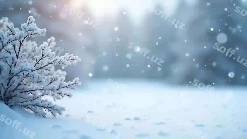 Qish qorli manzara soyuq qoplangan tinctarlar bilan | Snowy winter scene with frostcovered branches