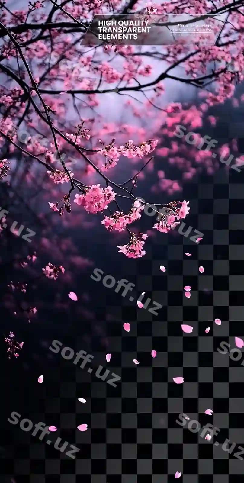 Kecha olcha gullari osvondan yiqilmoqda sevgan holda shaffof fonda | Night cherry blossoms falling from sky delicately transparent background