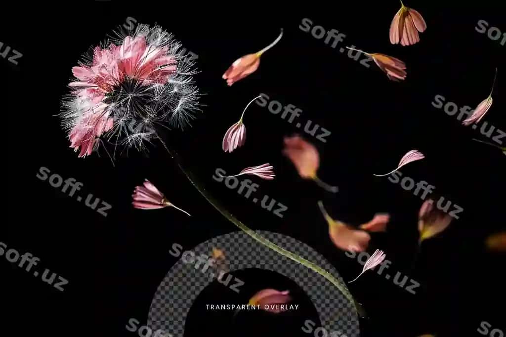 Varaq tushishi maxsus effekt overlay effekt shaffof orqa fonda | Leaf falling special effect overlay effect transparent background
