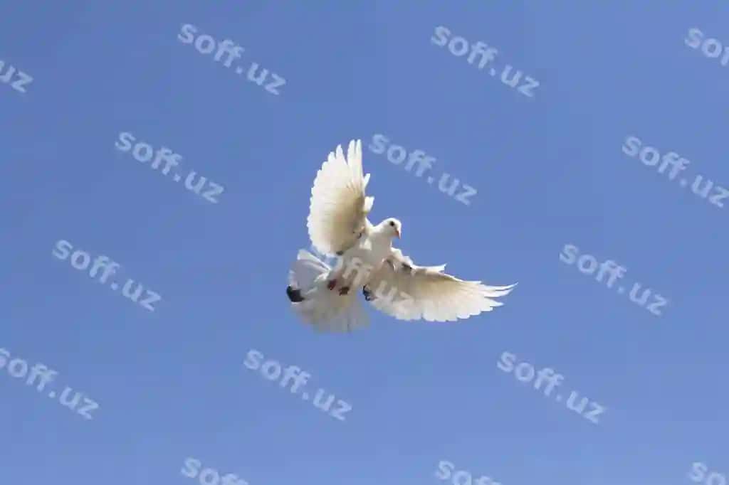 Butun tanasi oq tuji uyga qaytadigan kabutar aniq ko'k osmon orqali uchayotgan | Full body white feather homing pigeon flying against clear blue sky