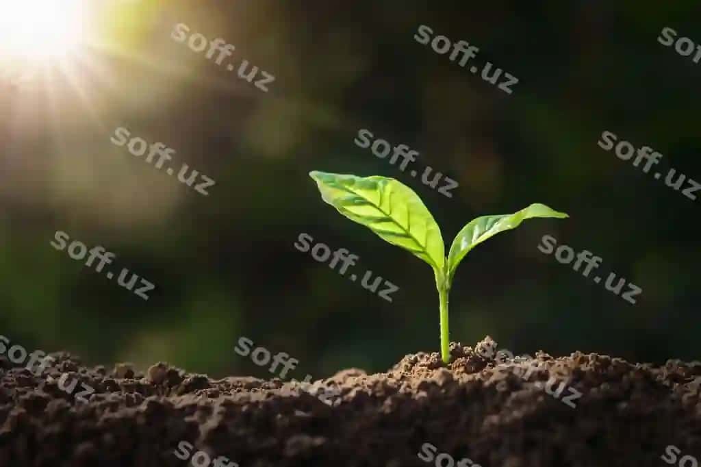 Quyoshli eko-yer kuni kontseptsiyasi bilan o'simlik o'sadigan tuproq | Plant growing soil with sunshine eco earth day concept
