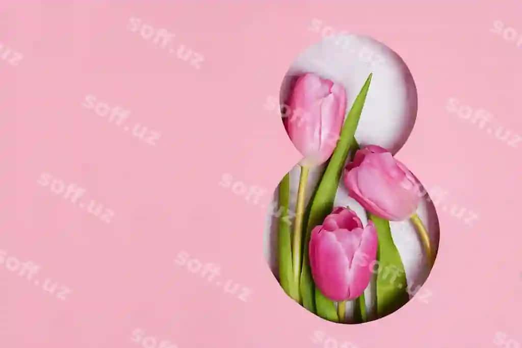 8-mart tabrik kartochkasi lola bilan aniq binafsha fonda matn uchun joy bilan | 8 march greeting card with tulips concrete pink background with copy space