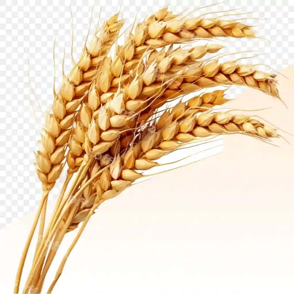 Realistik illustratsiya buğum shaffof orqa fonda | Realistic illustration wheat transparent background