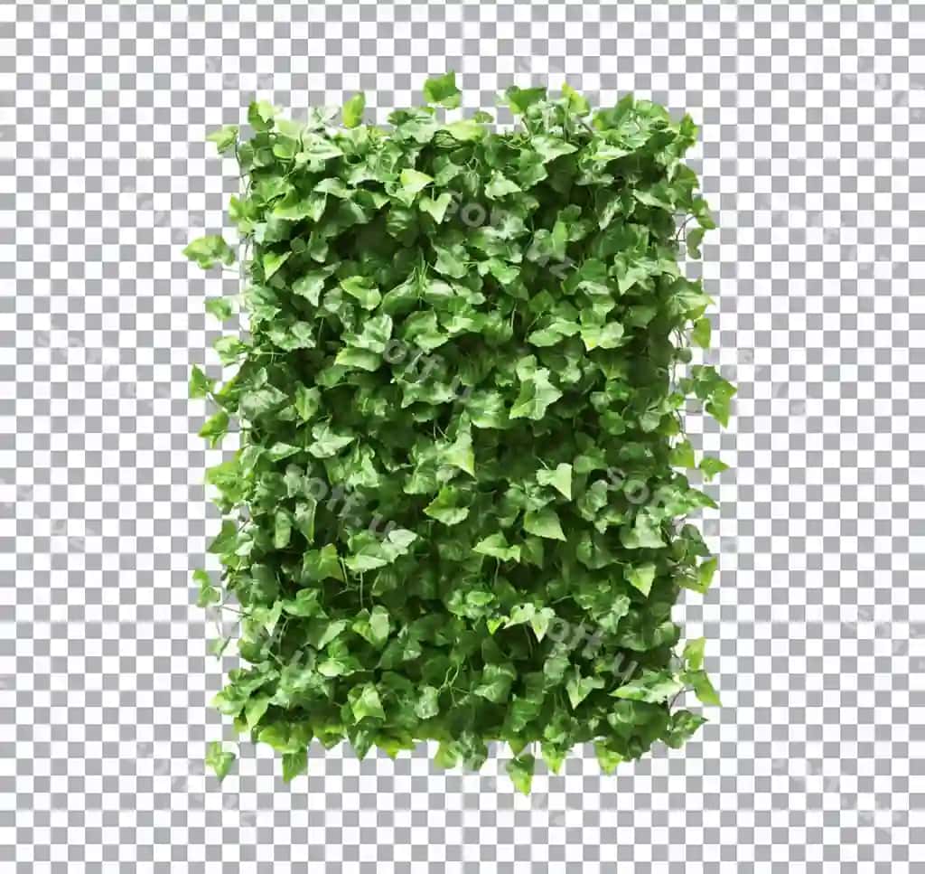 Yashil gulliq bob shaffof orqa fonda | Green bush plant with transparent background