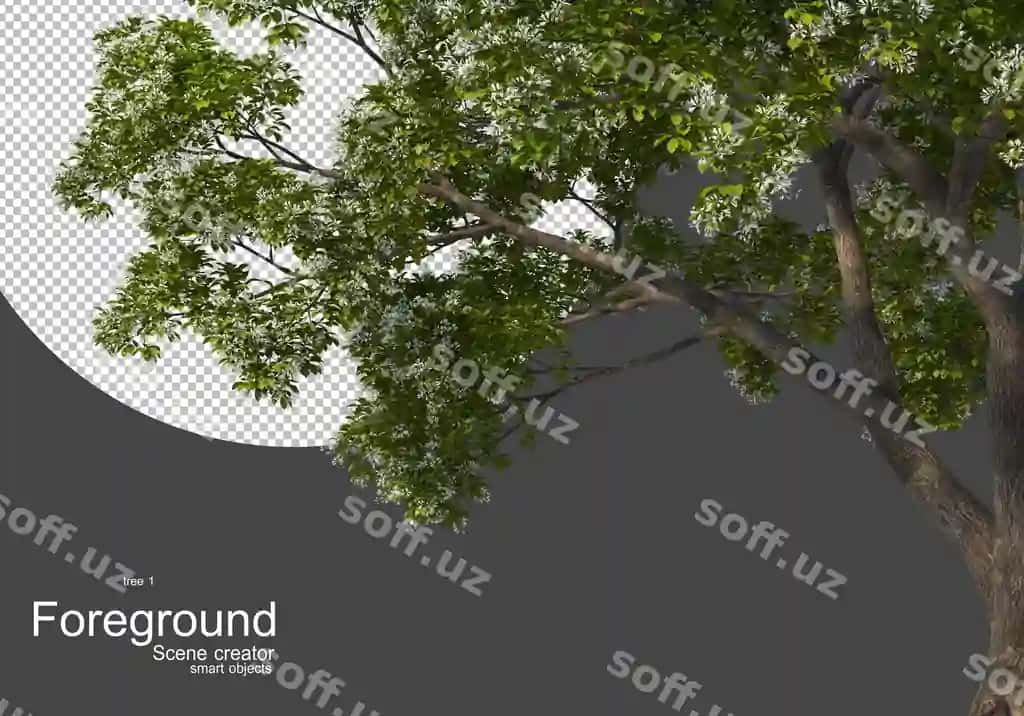 Daraxt tutuq oldingi qism | Tree branch foreground