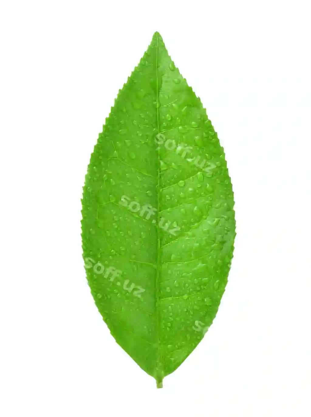 Yashil choy yaproqlari suv damchilari bilan ajralangan oq fonda | Leaves green tea with drops water isolated white