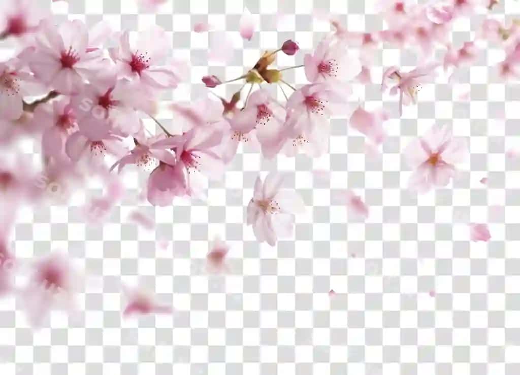 PNG sakura havo ochiq orqa fonlar gullash | Png sakura backgrounds outdoors blossom
