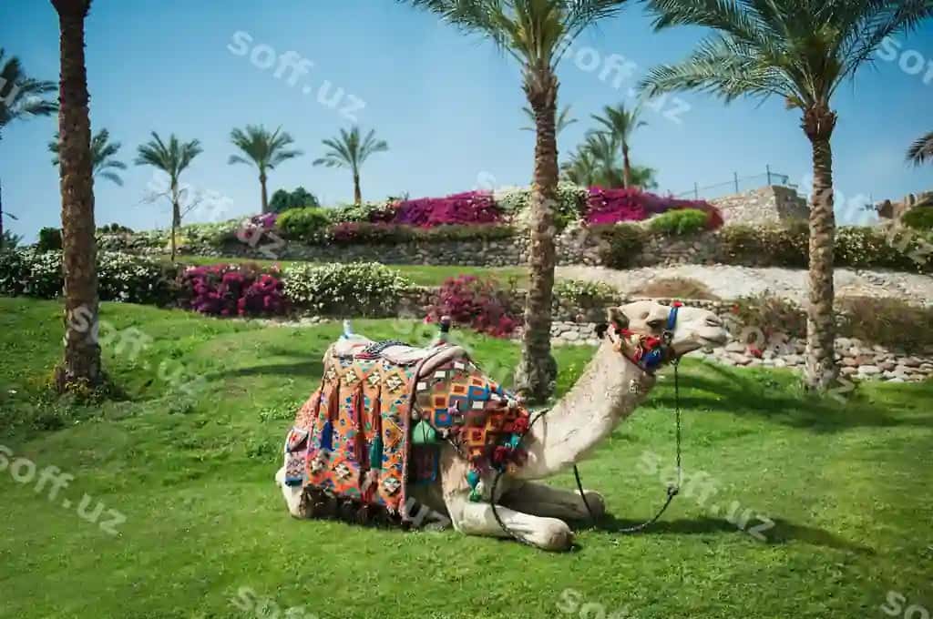 Atirmo chaman yondi palmachi daraxtlari | Camel lying grass near palm trees