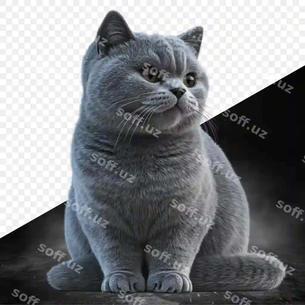 Mushuk ko'k bo'yni qo'siqi qora yuzda o'tirgan. | Cat with blue collar sits black surface
