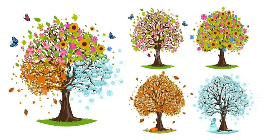 Fasl daraxtlar bahor yoz kuz qish daraxt gulishmoq tushgan barglar | Season trees spring summer autumn winter tree blooming fallen leaves