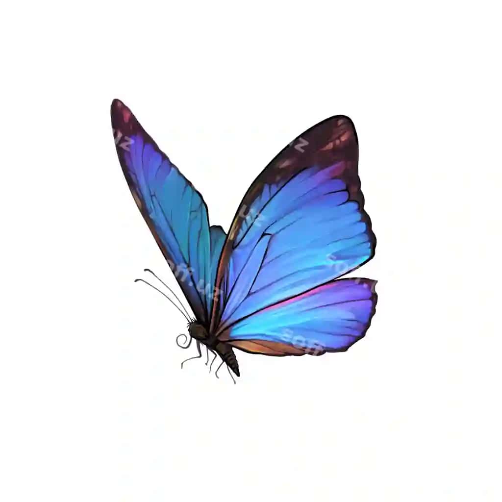 Vektor asosidagi realistik chizma go'zal kotar, monarx kotar, buzoq | Vector realistic drawing beautiful butterfly monarch butterfly moth
