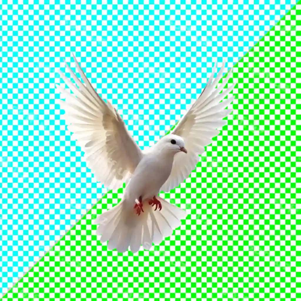 Uçuvchi qush shaffof orqa fon | Flying dove transparent background