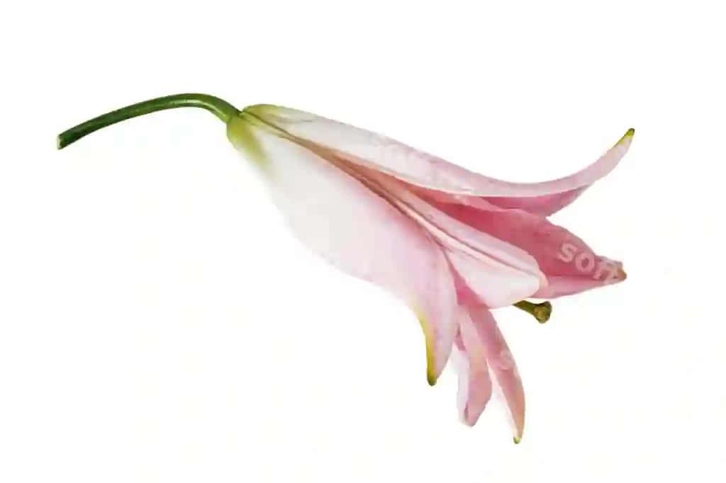 Binafsha lola gul oq fonda ajraltirilgan | Pink lily flower isolated white background
