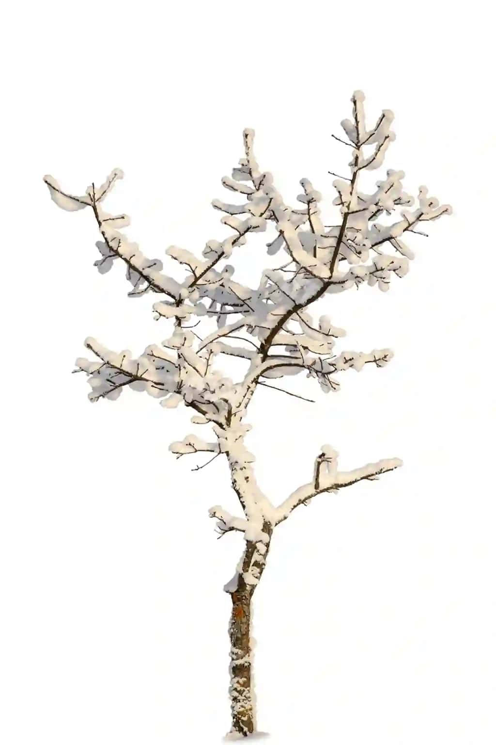 Qaror satilgan daraxtlar darmonlar qish manzarasi dizaynlar qish daraxti | Snowcovered trees branches winter landscape designs winter tree