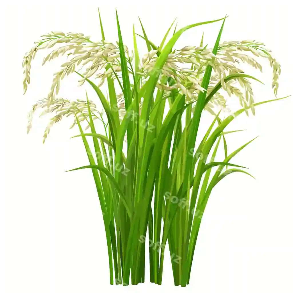 Yashil o'simlik oq gullari bilan so'z voha u | Green plant with white flowers word wild it