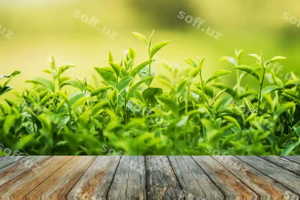 Yashil choy yangi barglari | Green tea fresh leaves