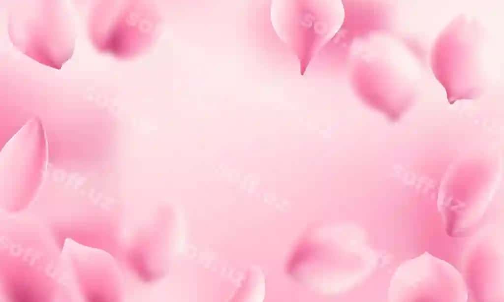 Binafsha gul qısratları spa orqa fonda | Petals pink rose spa background
