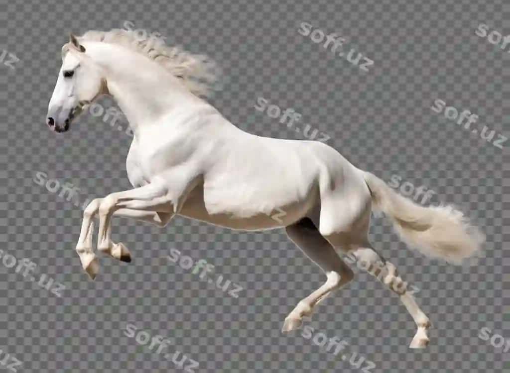 Oq at yug'ilayotgan ajraltirilgan shaffof fonda | White horse running isolated transparent background