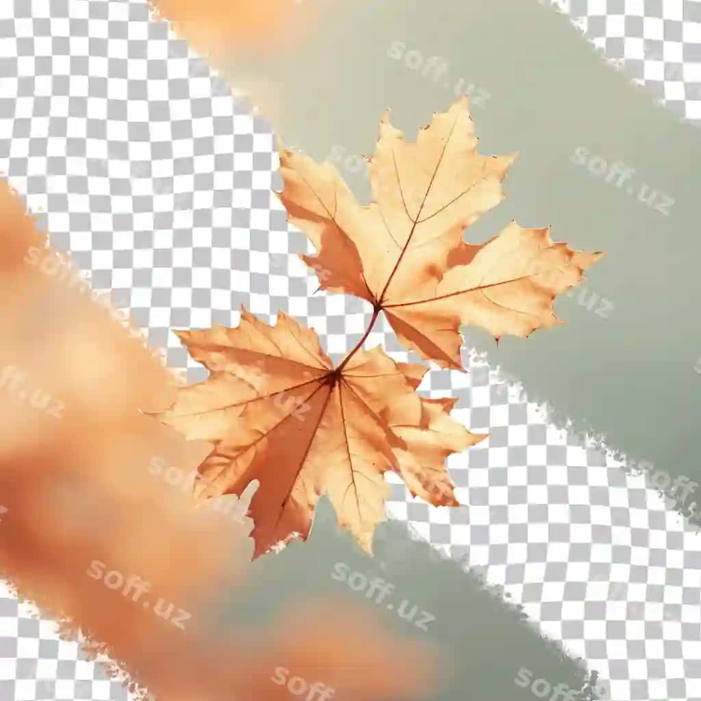 Guruch varaq yaqinlik shaffof orqa fonda | Autumn leaf closeup against transparent background
