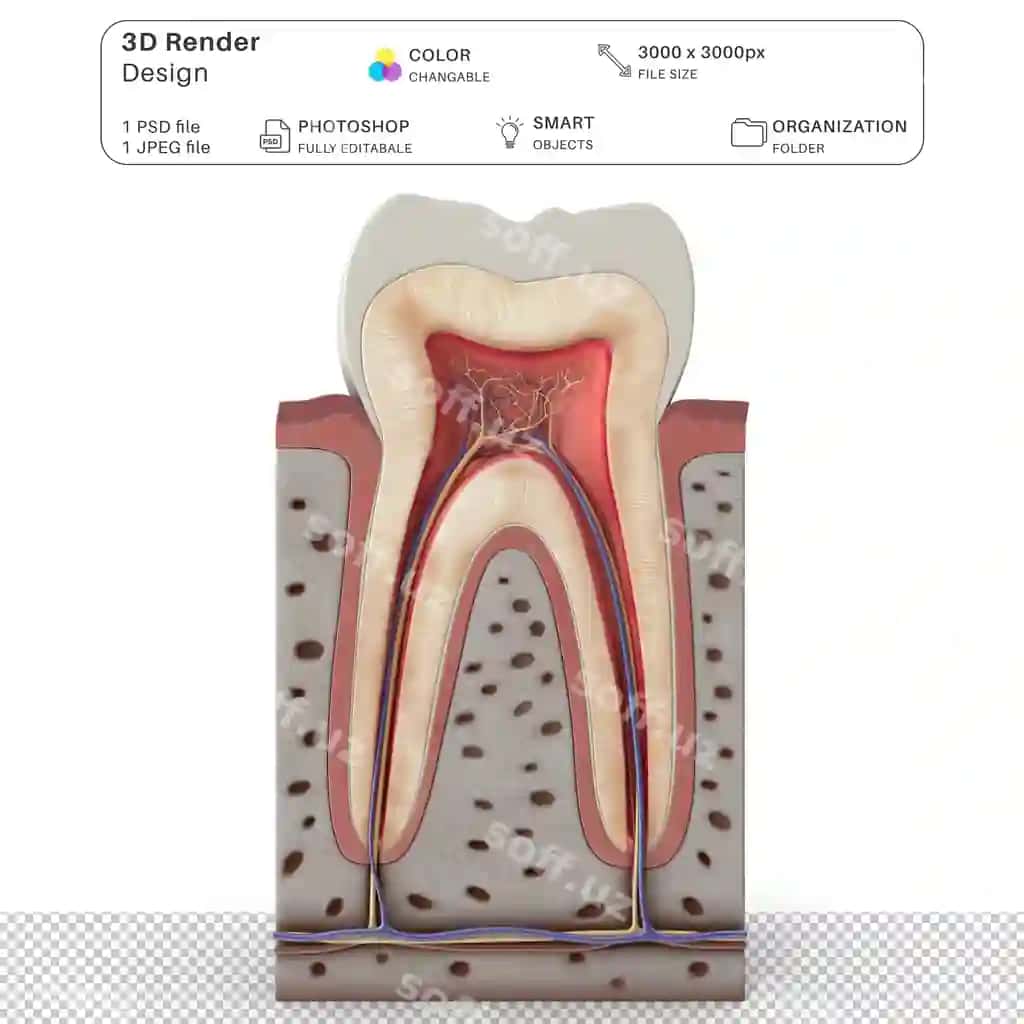 Tish anatomiyasi 3D modelirovka PSD fayl haqiqiy inson anatomiyasi | Tooth anatomy 3d modeling psd file realistic human anatomy