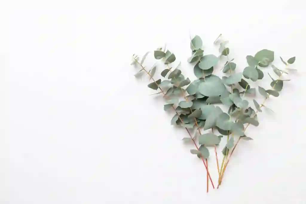 Gullar eukalyptus kompositsiyasi | Flowers eucalyptus composition