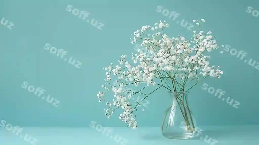 Gypsophila choddagʻi gullar naziklik bilan joylashgan elegant gulli aransement | Gypsophila posies arranged gracefully elegant floral arrangement