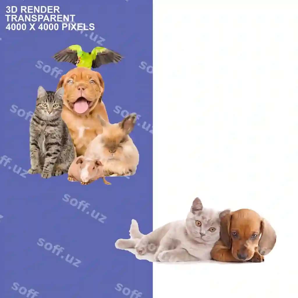 It mushuk shaffof orqa fonda | Dog cat transparent background
