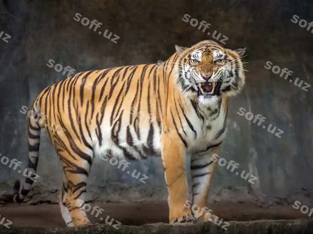 Sumatra tigrlari tabiiy atmosferali zoologik bog'da rug'mon qilmoqda. | Sumatran tigers are roaring natural atmosphere zoo