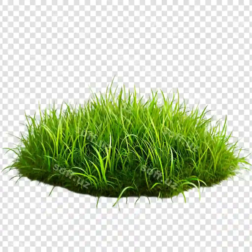 Bo'lak chaman ajralangan shaffof fonda | Patch grass isolated transparent background