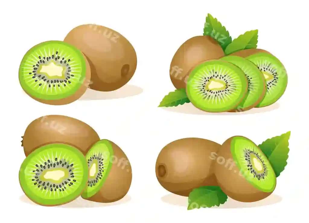 To'plama yangi kiwi meva butun yarımi kesilgan doycha illustratsiya ajraltirilgan | Collection fresh kiwi fruit whole half cut slice illustration isolated