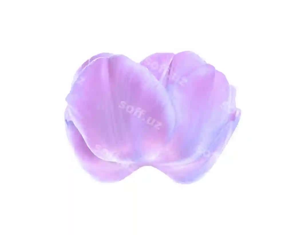 Binafsha lola yakka | Purple tulip isolated