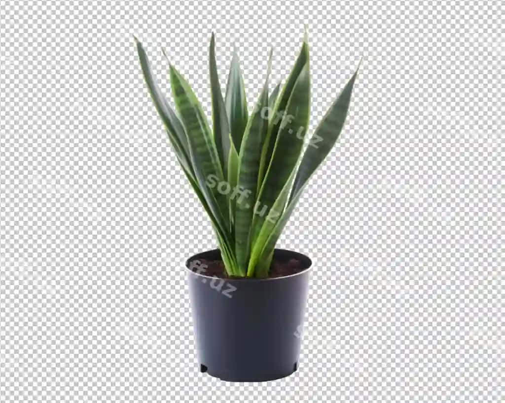 Ajraltirilgan gulli qavatli uy shirin bezatish shaffof fonda | Isolated potted plant house plant decorate transparent background