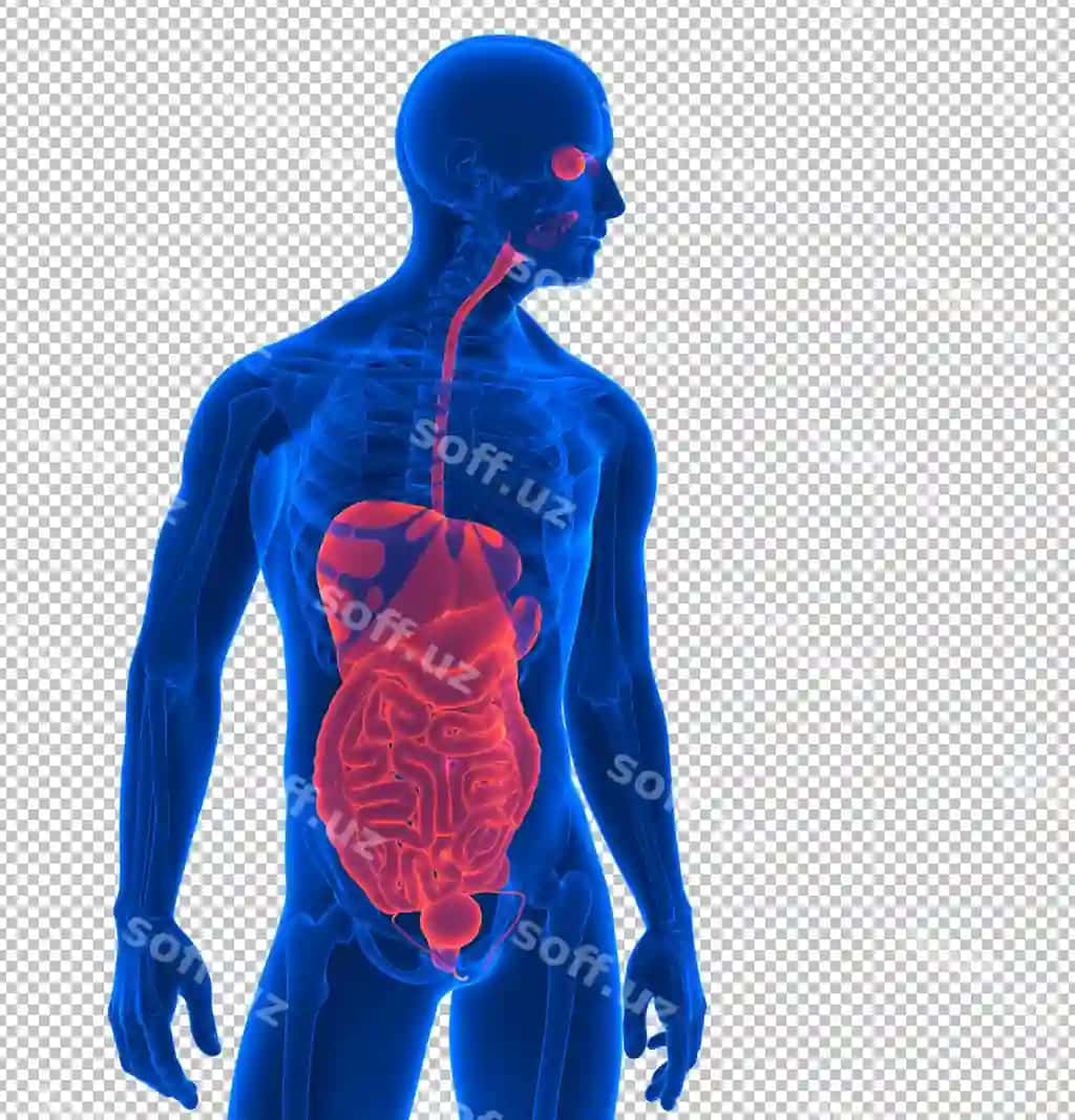 Yaqin render: inson ichki organlar | Close up render human internal organs
