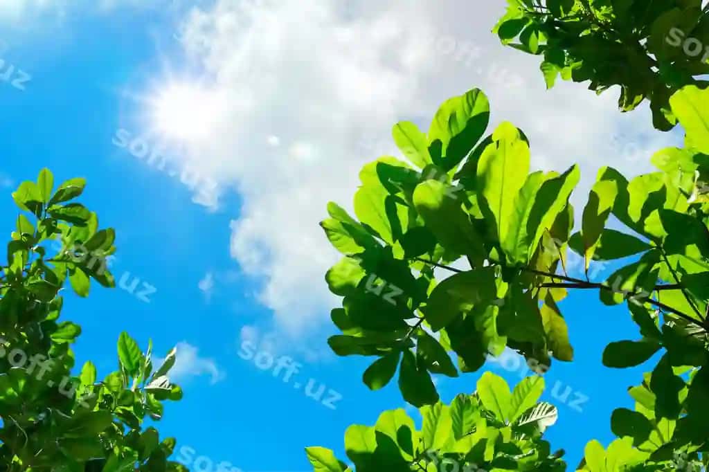 Ko'rib chiqish varaq ko'k asman bilan quyosh nuri chiroq | Looking up leaf with blue sky sun beam light