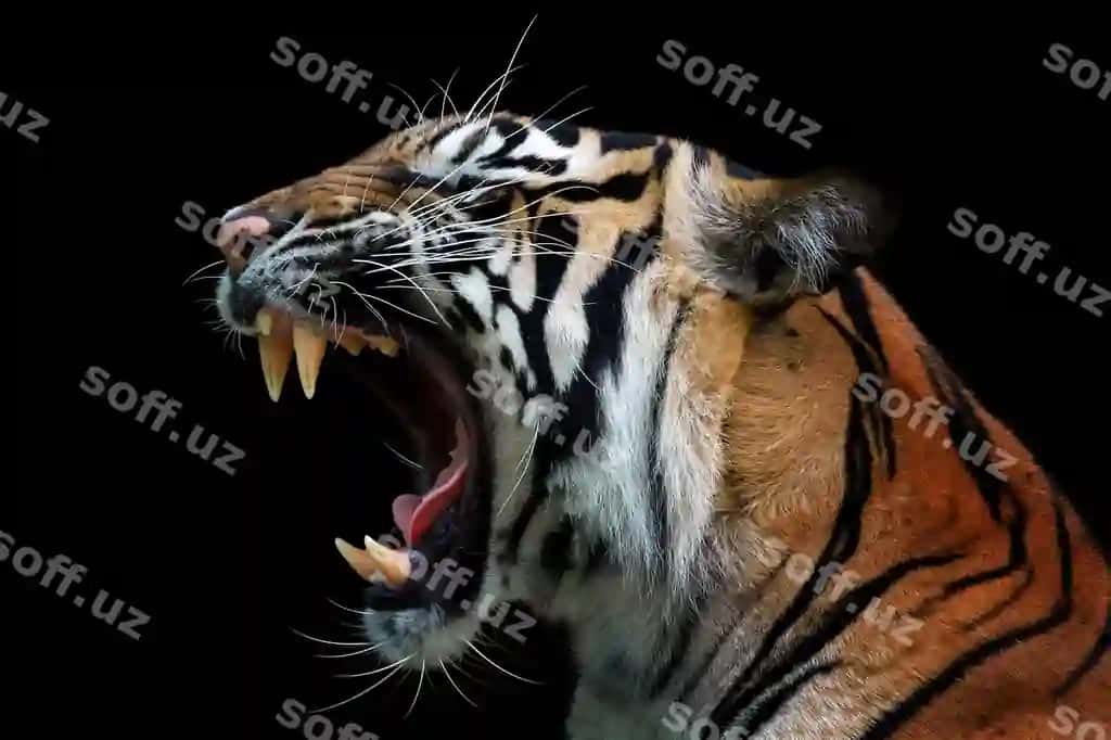 Hursand yuz Sumatra tigri hayvon hursand bosh Sumatera tigri detallangan qora fonda | Angry face sumatran tiger animal angry head tiger sumatera closeup with black background