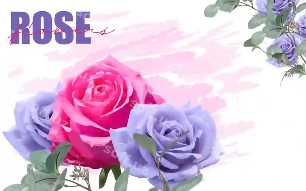 Binafsha va gulbinafsha gullar bahor orqa fonda | Pink purple roses spring background