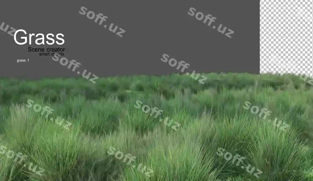 Turli xil chaman turlari | Various types grass