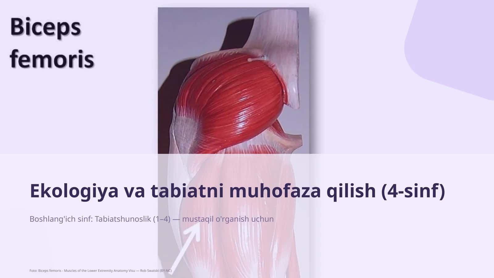 Ekologiya va tabiatni muhofaza qilish (4-sinf)