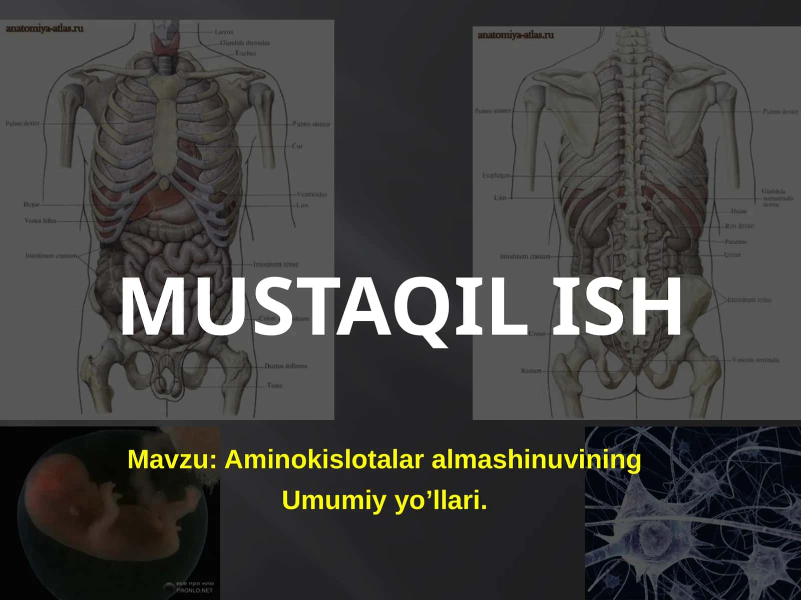 Aminokislotalar almashinuvining Umumiy yo’llari