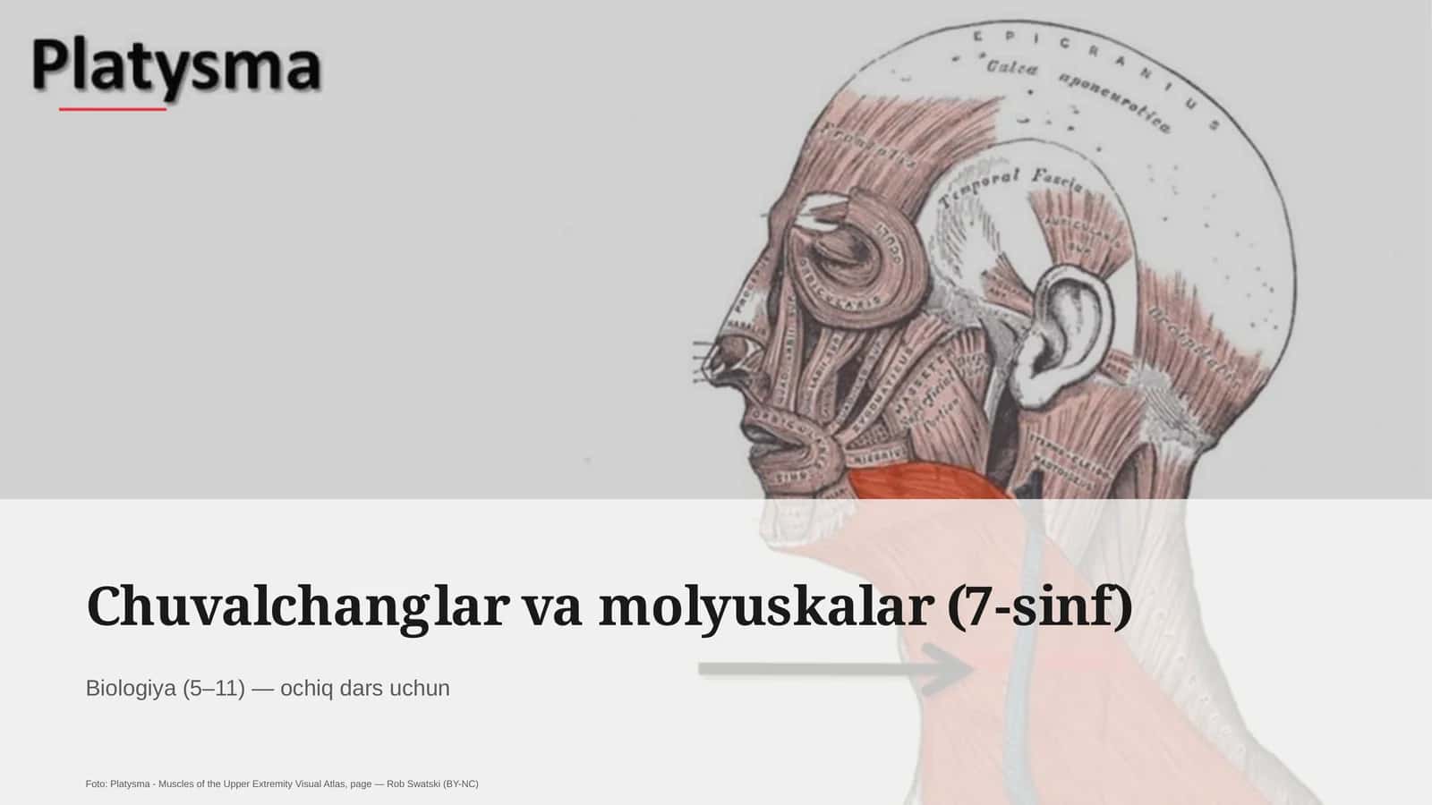 Chuvalchanglar va molyuskalar (7-sinf)
