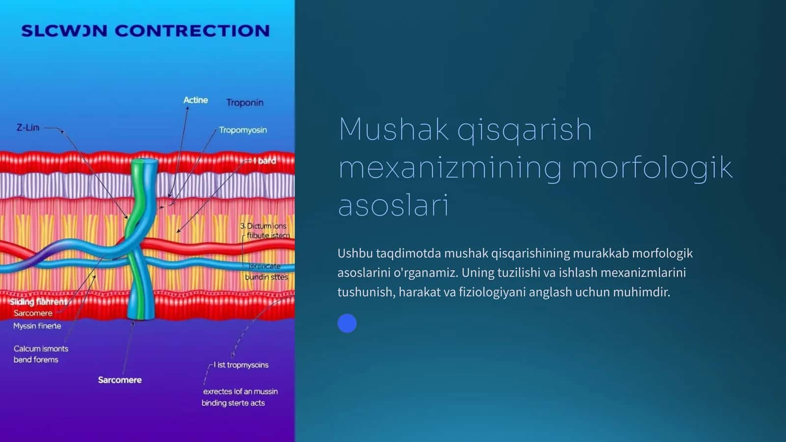 Mushak qisqarish mexanizmining morfologik asoslari