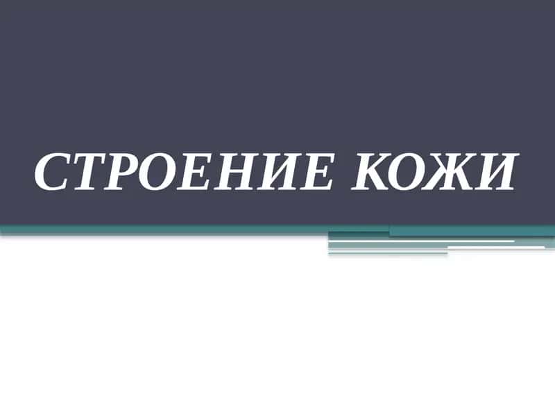 Строение кожи